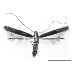 /filer/webapps/moths_gc/media/images/G/gunniella_Neurostrota_LT_USNM.jpg