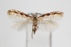 Phyllonorycter orientalis