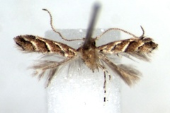 Cameraria sokoke