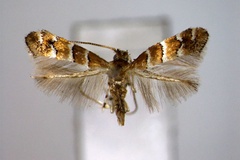 Neolithocolletis hikomonticola