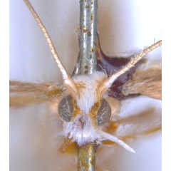 /filer/webapps/moths_gc/media/images/T/trigonophora_Epicephala_LT_head_ANIC.jpg