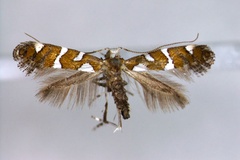 Calybites securinella