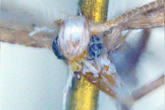 Epicephala albistriatella