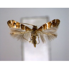 /filer/webapps/moths_gc/media/images/H/hikomonticola_Neolithocolletis_A_EIHU.jpg