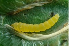 Phyllocnistis selene