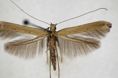 Caloptilia roscipennella