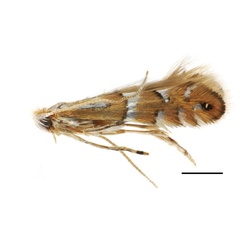 /filer/webapps/moths_gc/media/images/C/caraganella_Phyllonorycter_A_Kirichenko-et-al_2019_29.jpg