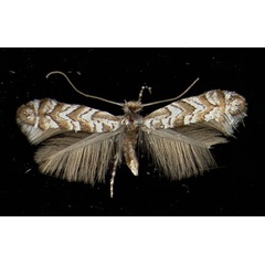 /filer/webapps/moths_gc/media/images/H/helianthemella_Phyllonorycter_A_Ahrntal07111964_MHNG.jpg