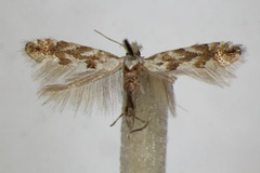 Phyllonorycter apparella