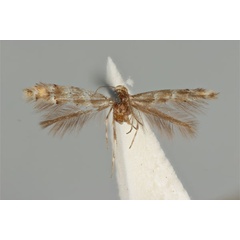 /filer/webapps/moths_gc/media/images/E/enchalcoa_Phyllonorycter_ST_ANIC31-053611_dorsal.jpg
