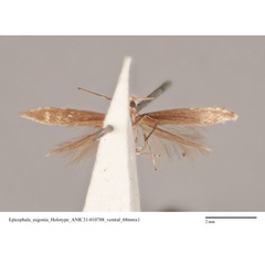 /filer/webapps/moths_gc/media/images/E/eugonia_Epicephala_HT_ANIC31-010788_ventral.jpg