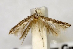 Epicephala colymbetella