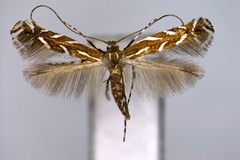 Aristaea bathracma