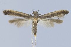 Caloptilia galacotra