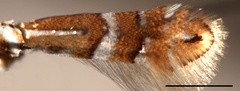 /filer/webapps/moths_gc/media/images/C/cavella_Phyllonorycter_Kirichenko-etla_2019c_14.jpg