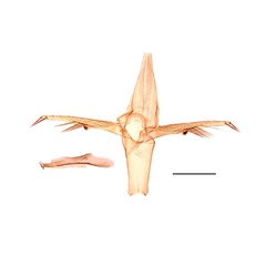 /filer/webapps/moths_gc/media/images/K/kisoensis_Phyllonorycter_GM_Kirichenko-etal_2019_25.jpg