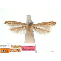 /filer/webapps/moths_gc/media/images/L/lomatographa_Epicephala_HT_ANIC.jpg