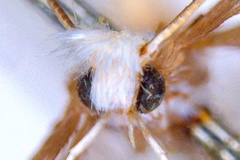 Epicephala trigonophora