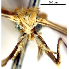 /filer/webapps/moths_gc/media/images/G/glochidia_Diphtheroptila_HT_head1_ANIC.jpg