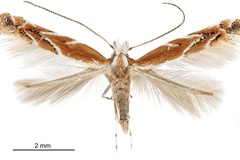 Cameraria arizonella