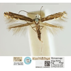 /filer/webapps/moths_gc/media/images/A/alysidota_Acrocercops_LT_BMNH_1404493.jpg