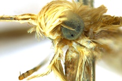 Diphtheroptila glochidia