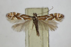 Phyllonorycter cerasicolella