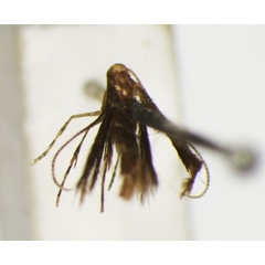 /filer/webapps/moths_gc/media/images/I/iriphanes_Phyllonorycter_ST_1477208_BMNH.jpg