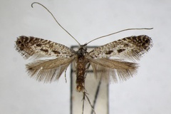 Parornix multimaculata