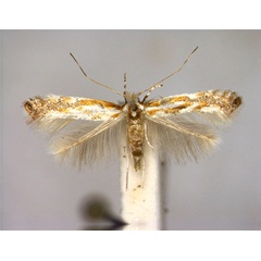 /filer/webapps/moths_gc/media/images/J/juncei_Phyllonorycter_A_EIHU.jpg