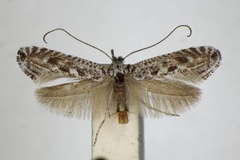 Parornix anguliferella