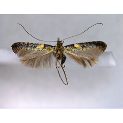 /filer/webapps/moths_gc/media/images/M/mandshurica_Caloptilia_A_EIHU.jpg