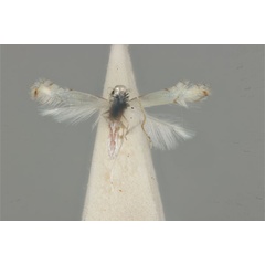 /filer/webapps/moths_gc/media/images/N/nymphidia_Phyllocnistis_HT_ANIC31-010802_dorsal.jpg