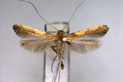 Caloptilia recitata