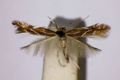 Phyllonorycter cerisolella