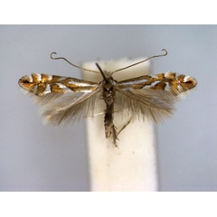 /filer/webapps/moths_gc/media/images/D/deschkai_Phyllonorycter_PT_EIHU_male.jpg