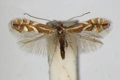 Phyllonorycter oxyacanthae