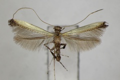 Caloptilia camphorae