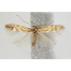 /filer/webapps/moths_gc/media/images/B/baldensis_Phyllonorycter_A_ZSM_2.jpg