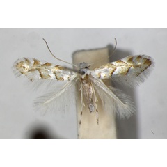 /filer/webapps/moths_gc/media/images/O/obtusifoliella_Phyllonorycter_PT_ZSM_2.jpg