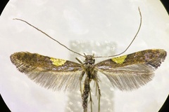 Caloptilia stigmatella