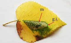 /filer/webapps/moths_gc/media/images/C/cavella_Phyllonorycter_mine_Kirichenko-etla_2019_35_H.jpg