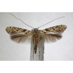 /filer/webapps/moths_gc/media/images/C/cuculipennella_Caloptilia_A_ZSM_4.jpg