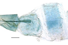 Spulerina marginata