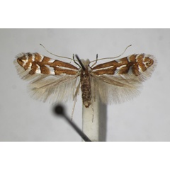 /filer/webapps/moths_gc/media/images/C/cavella_Phyllonorycter_A_ZSM_3.jpg