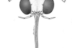 Anarsioses aberrans