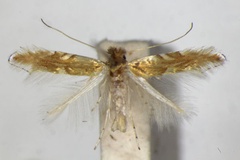 Phyllonorycter extincta