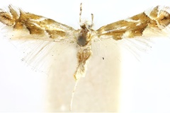 Phyllonorycter incanella