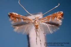 Phyllonorycter yakusimensis