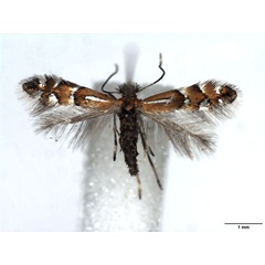 /filer/webapps/moths_gc/media/images/M/medicaginella_Phyllonorycter_AM_WJDP.jpg